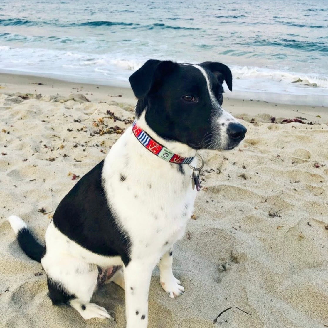Black and white dog on a beach with ocean waves in the background with anchors away collar