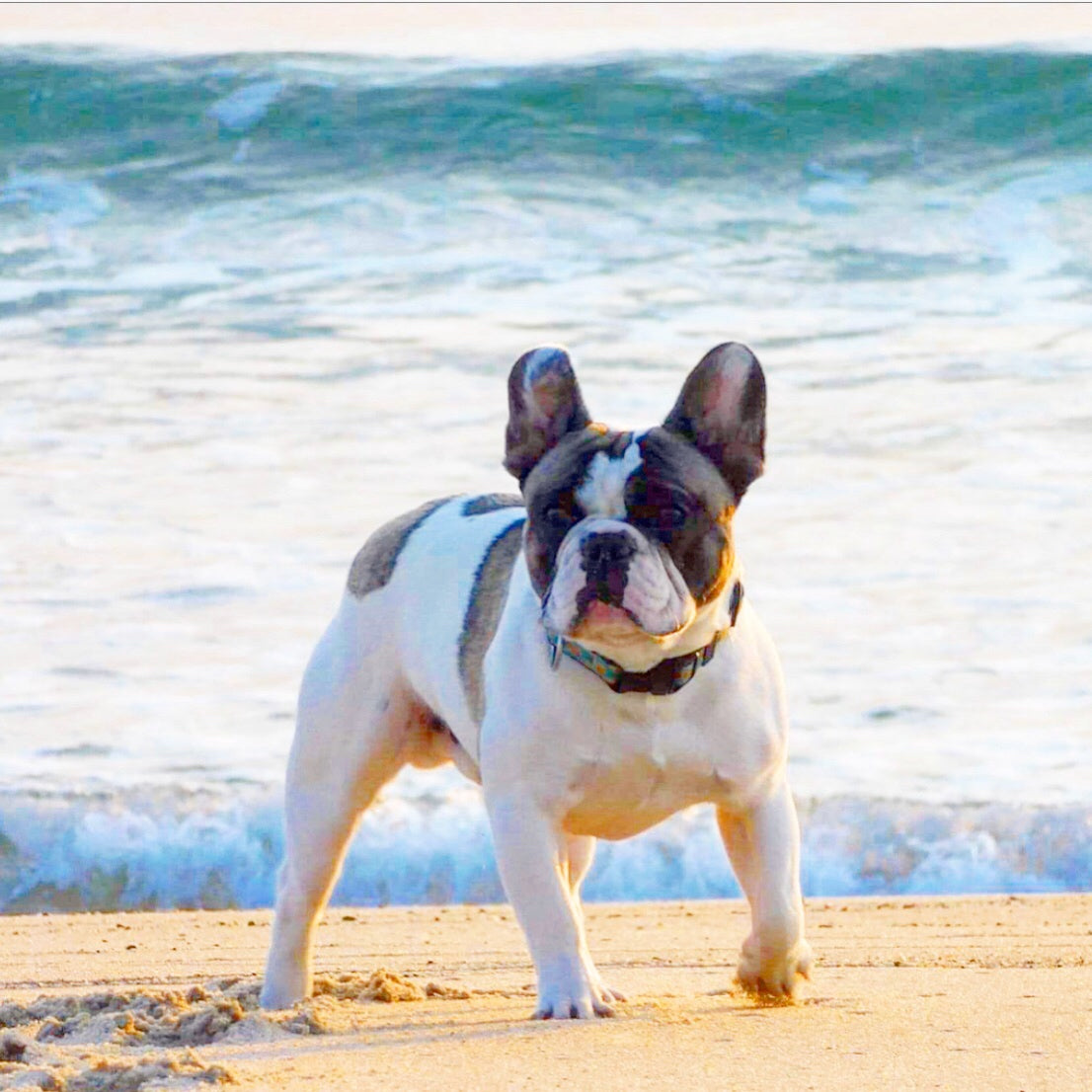 Dog standing on a sandy beach with ocean waves in the background