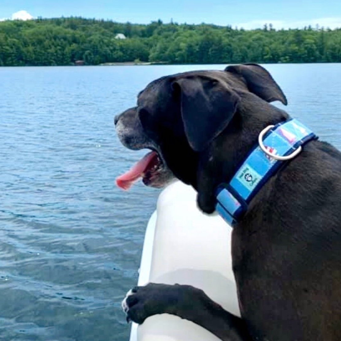 Dog wearing a sailboat collar  on a boat with a lake in background