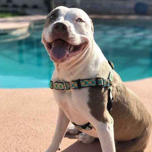 Dog wearing a no pull harness with a pool in the background