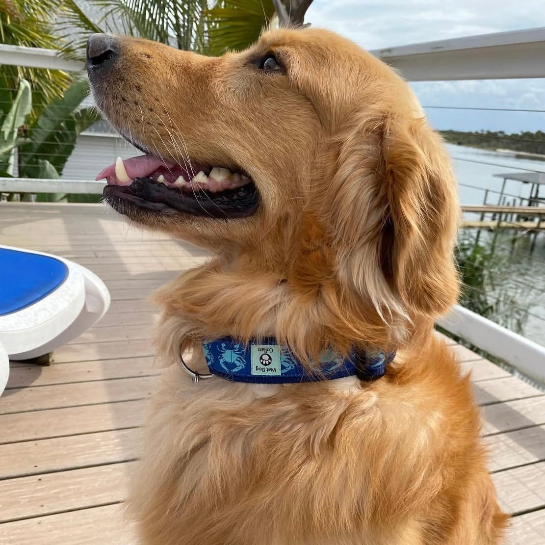 Golden retriever with crab collar on a wooden deck by a waterfront