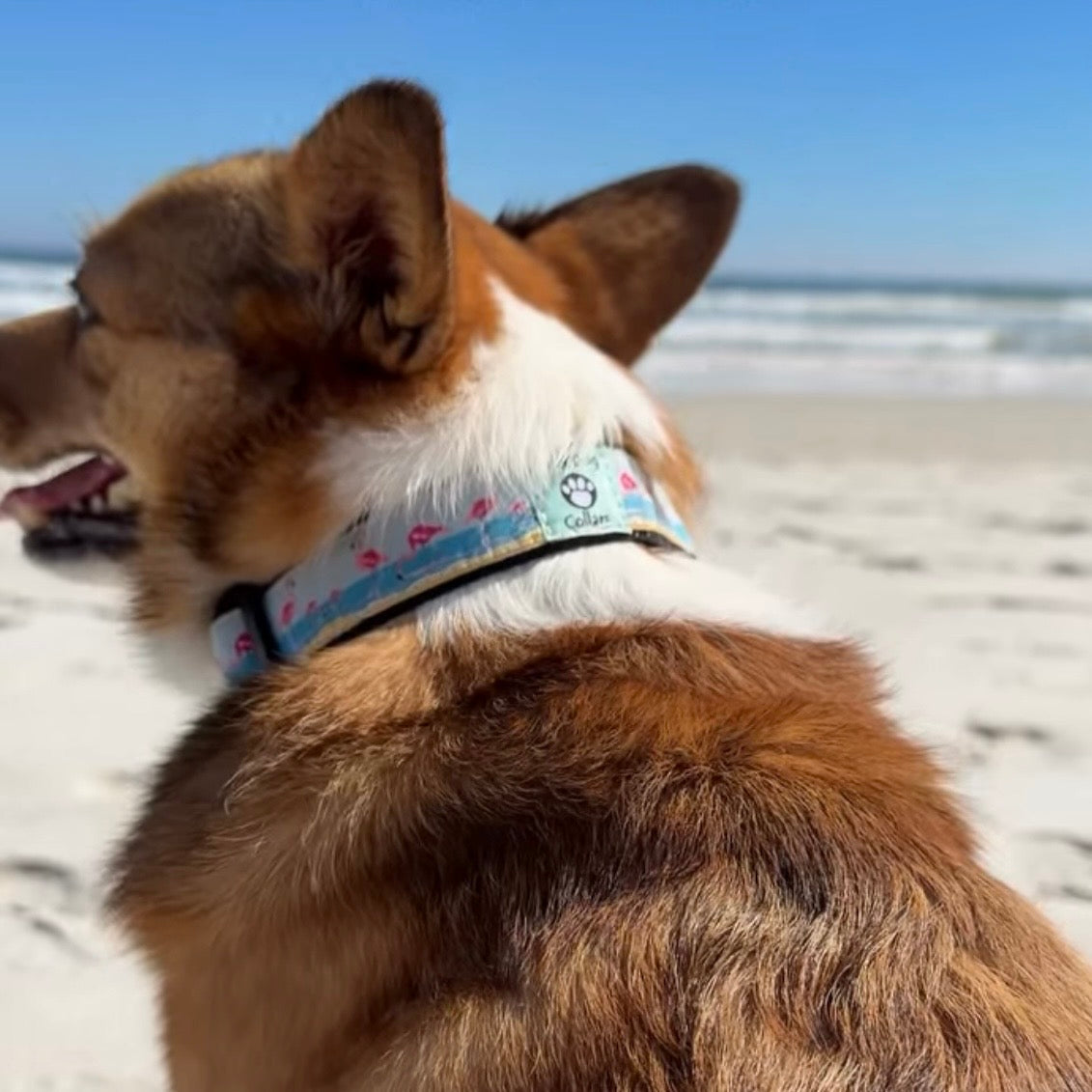 corgi with flamingo collar on beach @firstcoastcorgi Wet Dog Collars