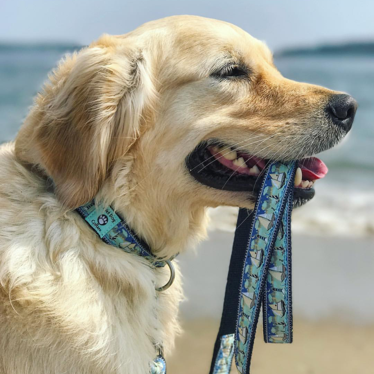 Dog with a sail the seas leash in its mouth on a beach