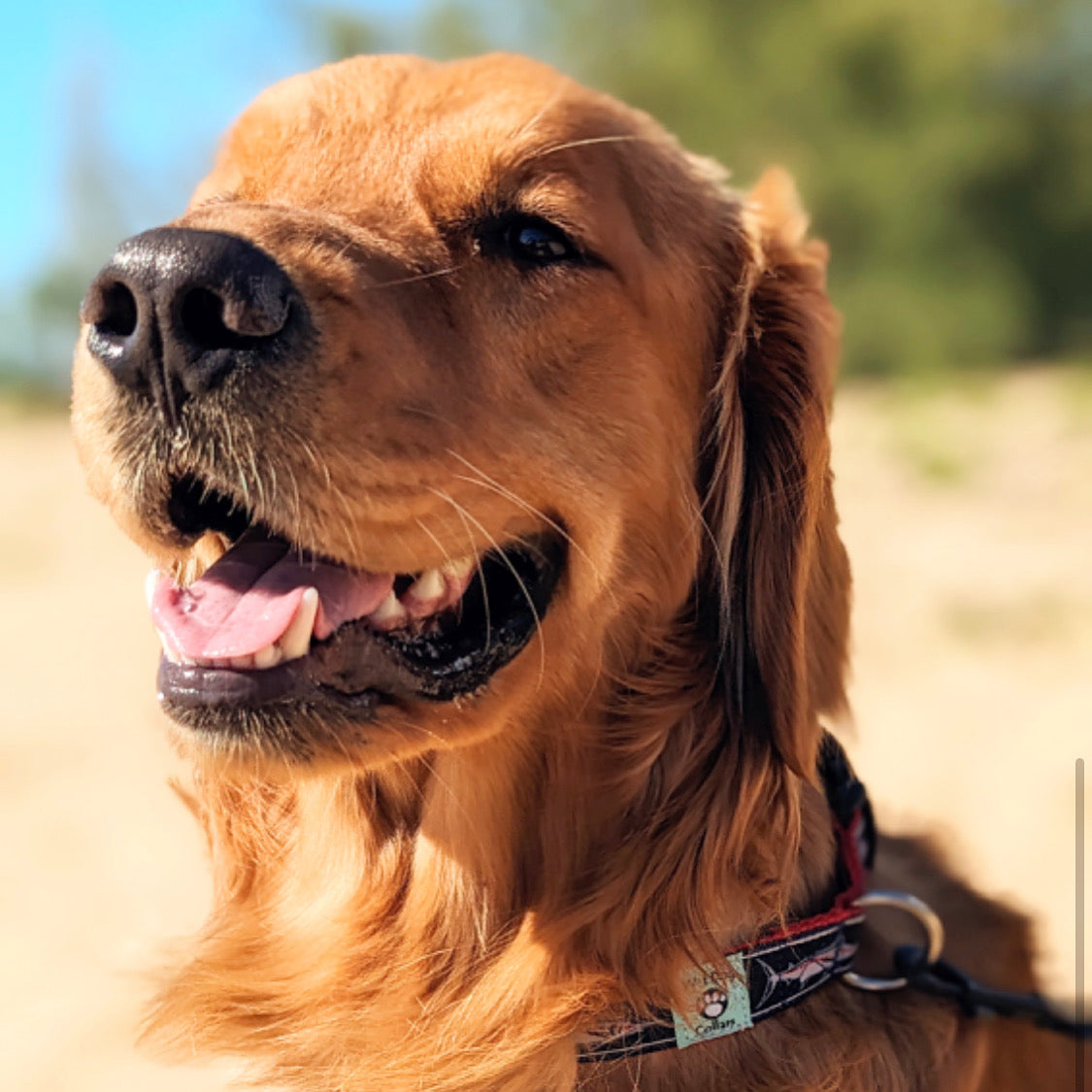 Close-up of a golden dog with a marlin collar and blurred beach background