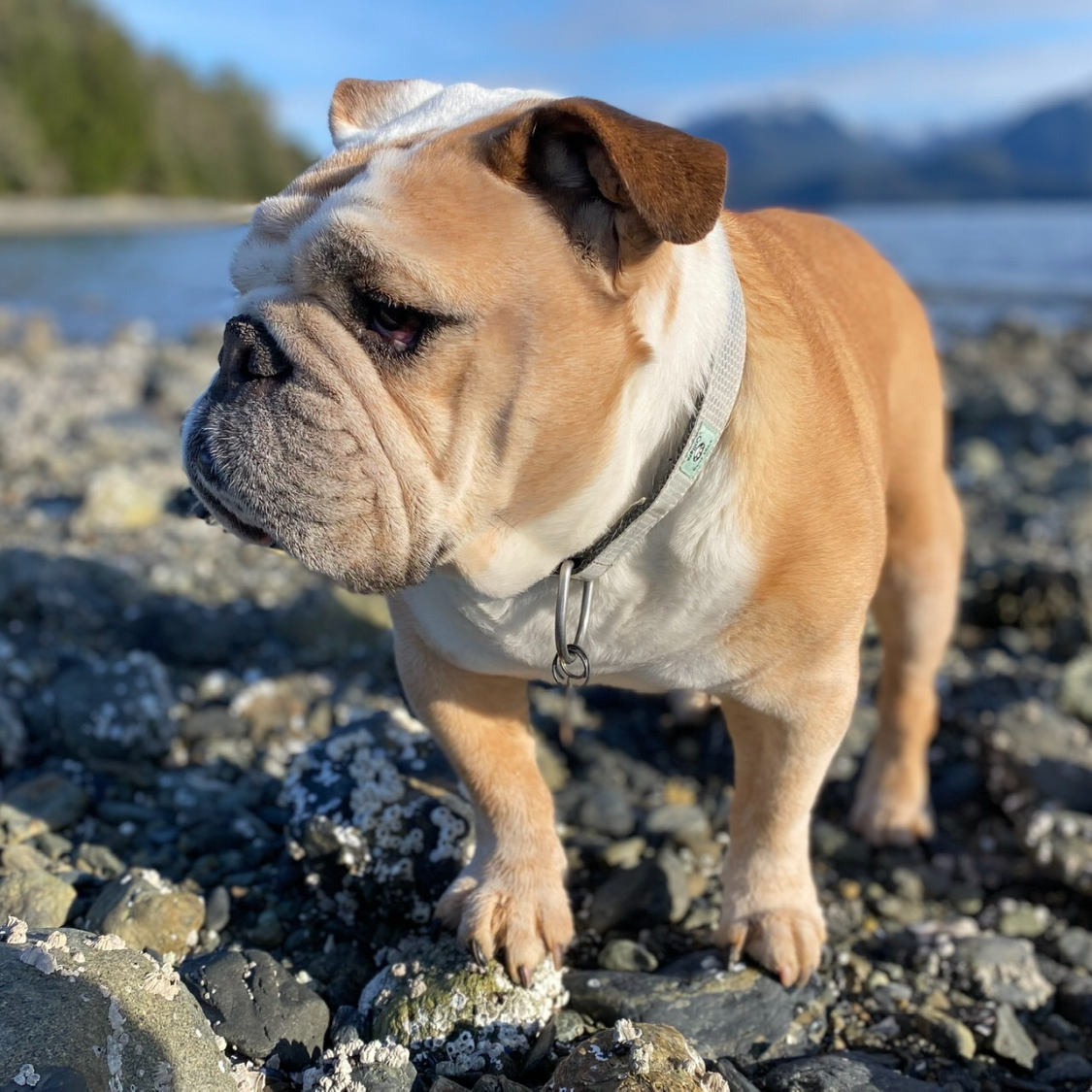 Dog with SOLAS reflective collar standing on a rocky shoreline with water and mountains in the background