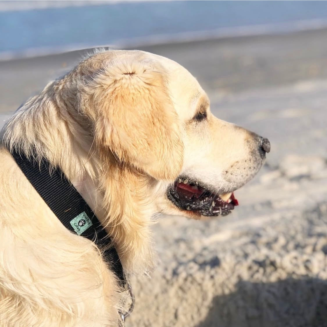 Dog wearing a martingale collar on a beach with a blurred background