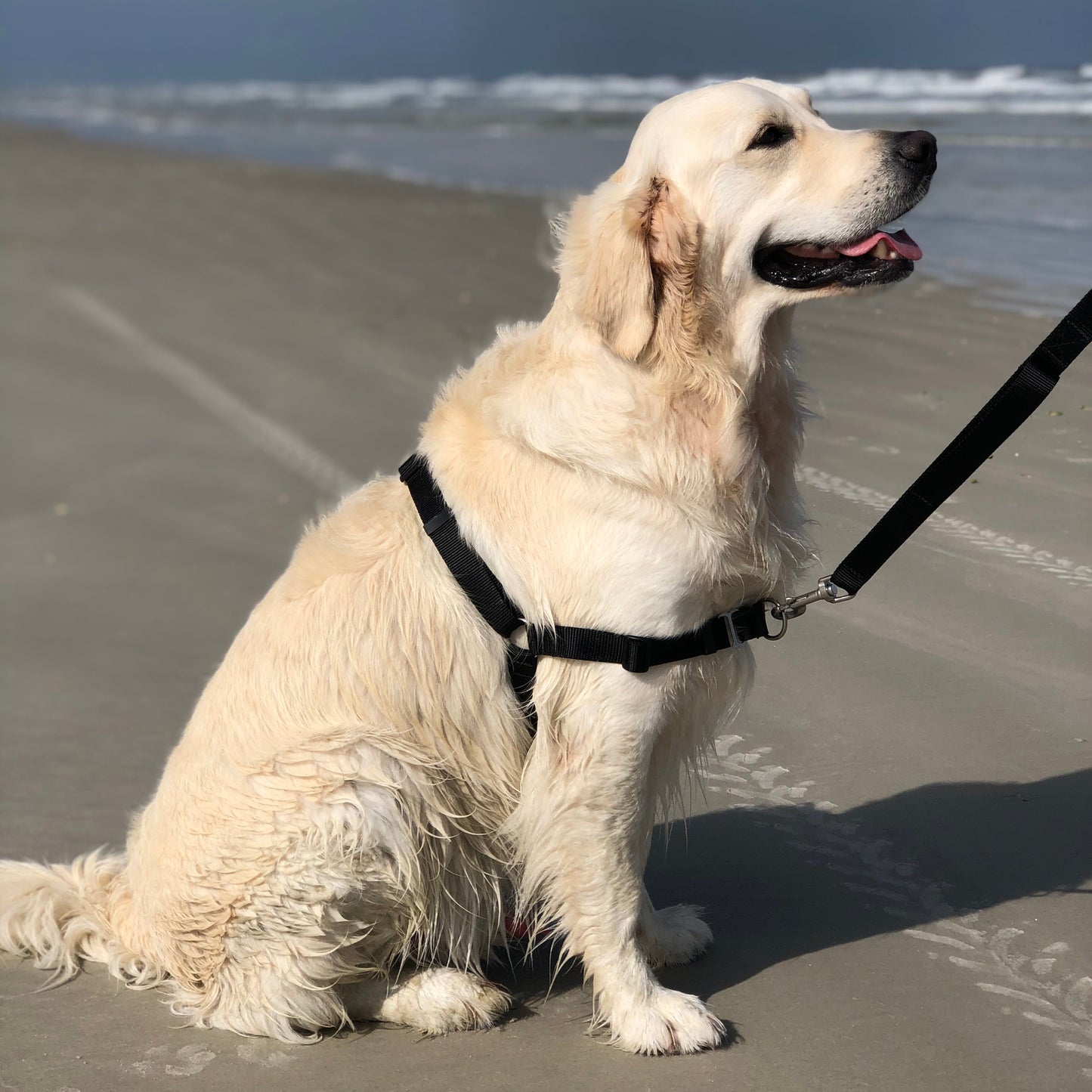 White dog in a no pull harness and on a leash sitting on a sandy beach with ocean waves in the background
