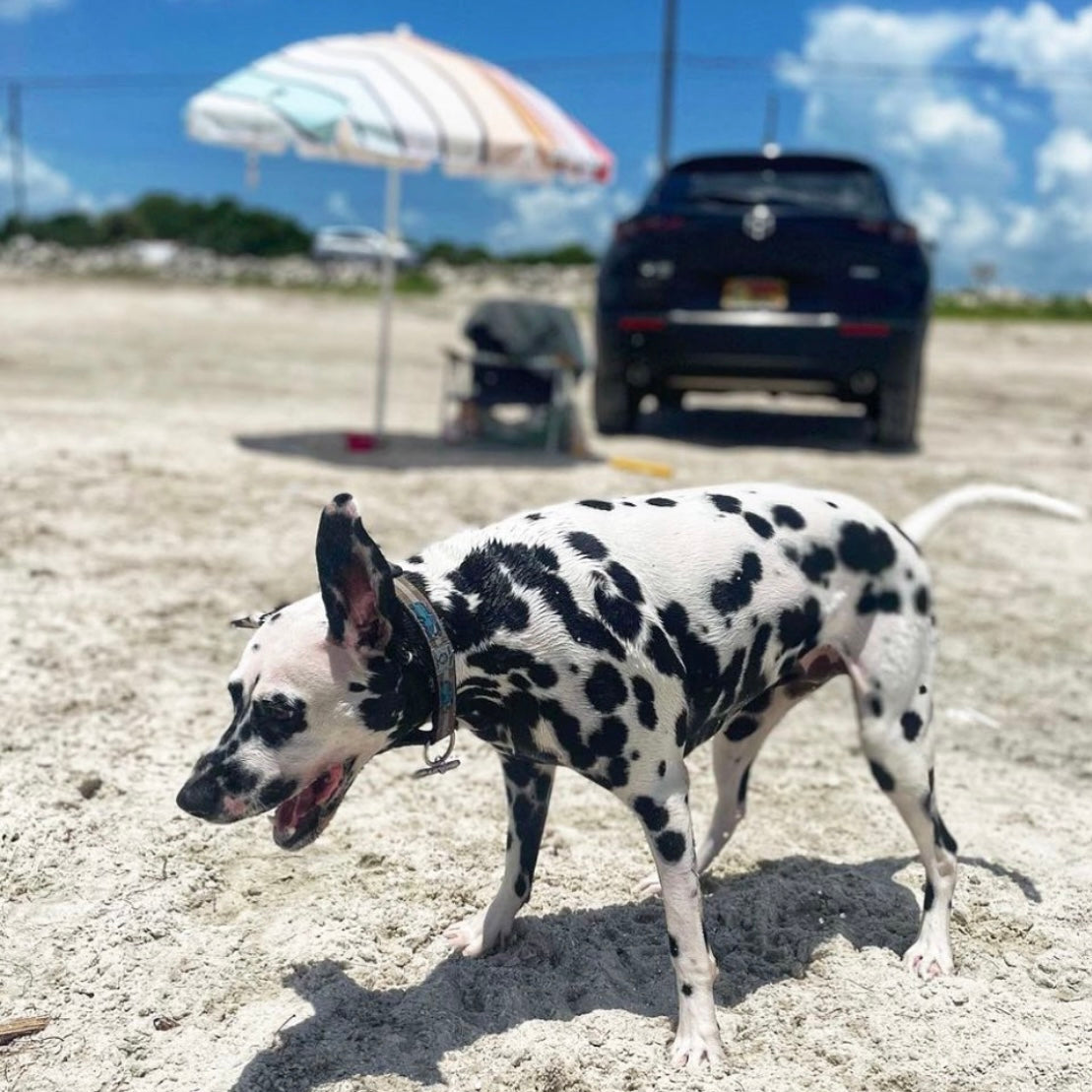 Dalmatian with Bessie the Bus collar standing on a sandy beach with an umbrella and car in the background.