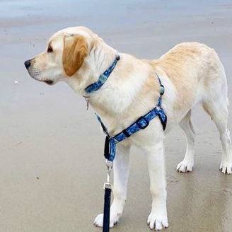 yellow lab dog with no pull harness at beach, rust proof stainless hardware, made for saltwater harness, wet dog crew
