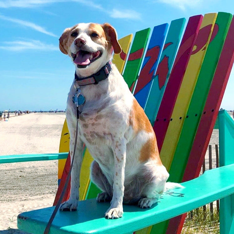 Dog with Aloha collar sitting on a colorful chair at the beach with a clear blue sky.