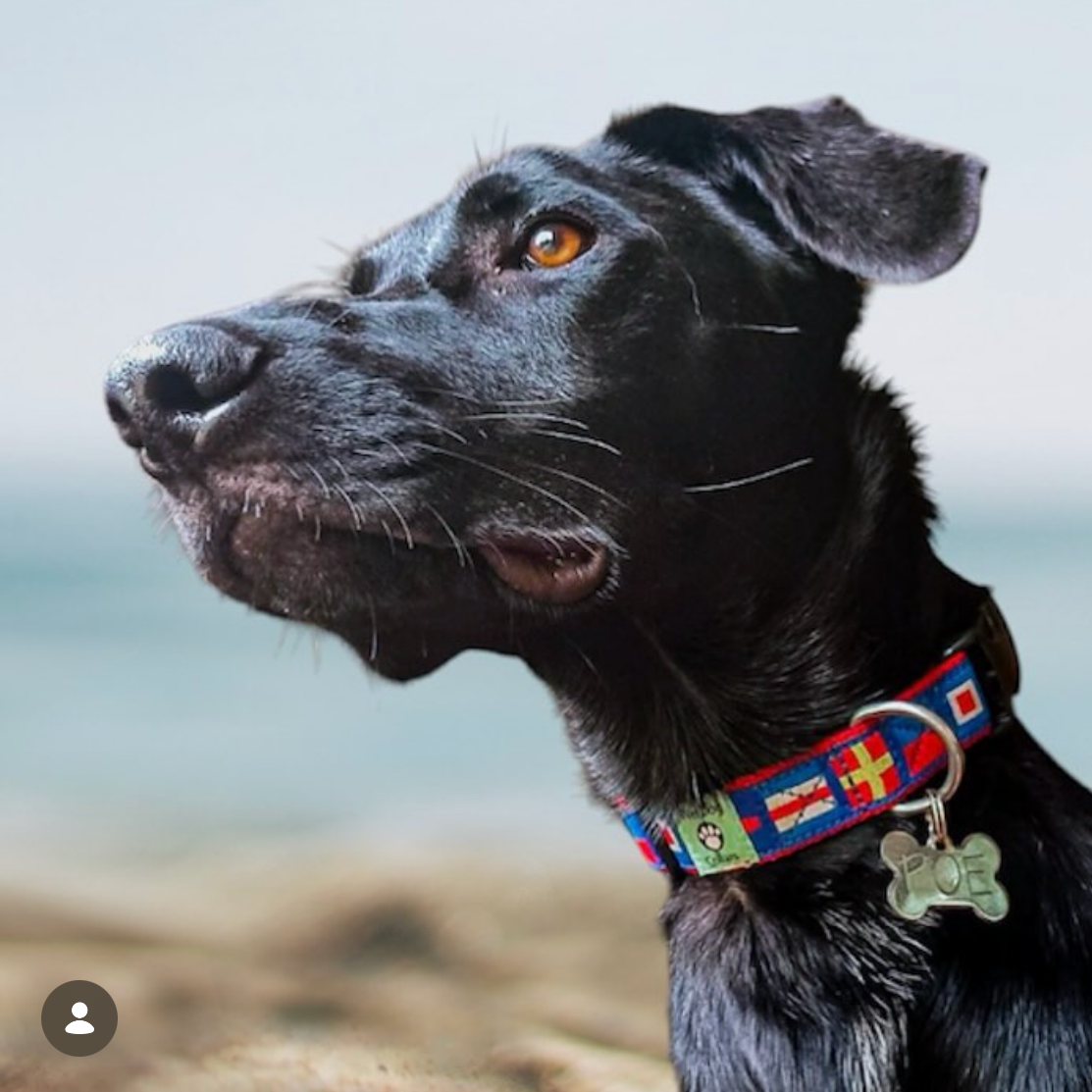 Dog wearing a D. Crew nautical flag collar on a beach 