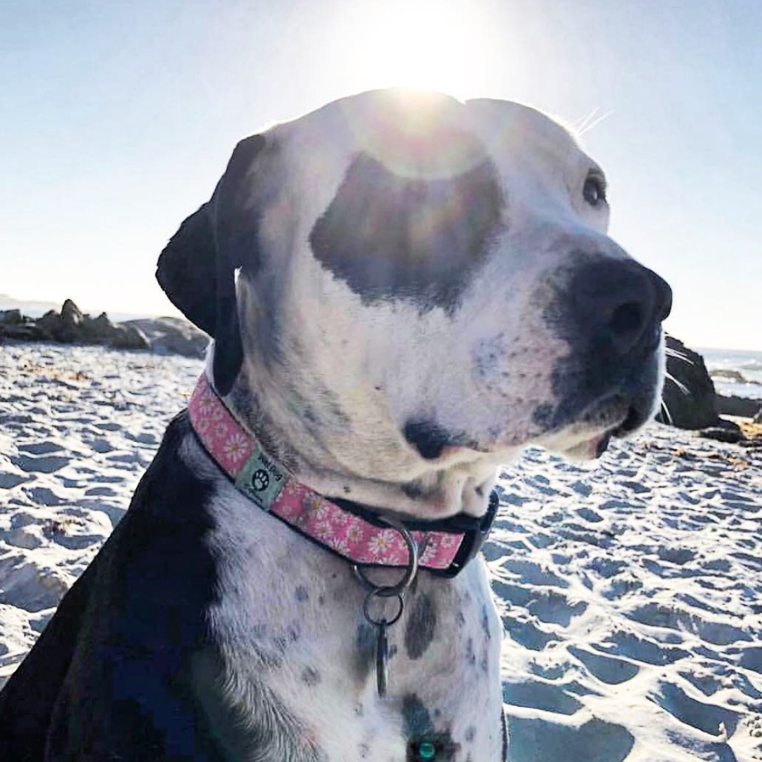 Dog wearing peace love and daisies collar on the beach