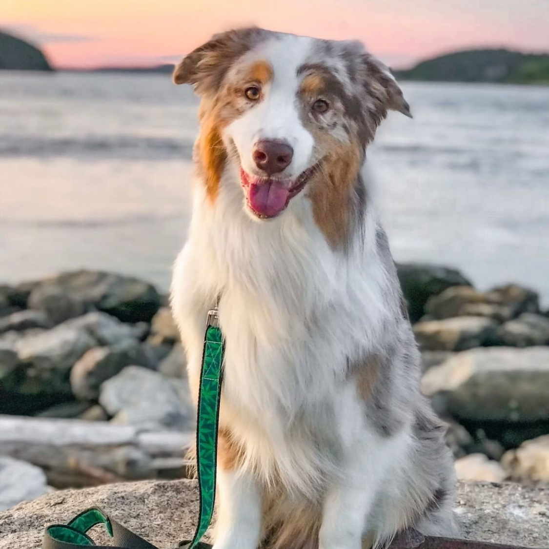 Dog with Bark for Weed collar and leash standing on rocks by a body of water with a sunset in the background