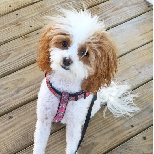 Small white and brown dog with a step in harness on a  wooden dock