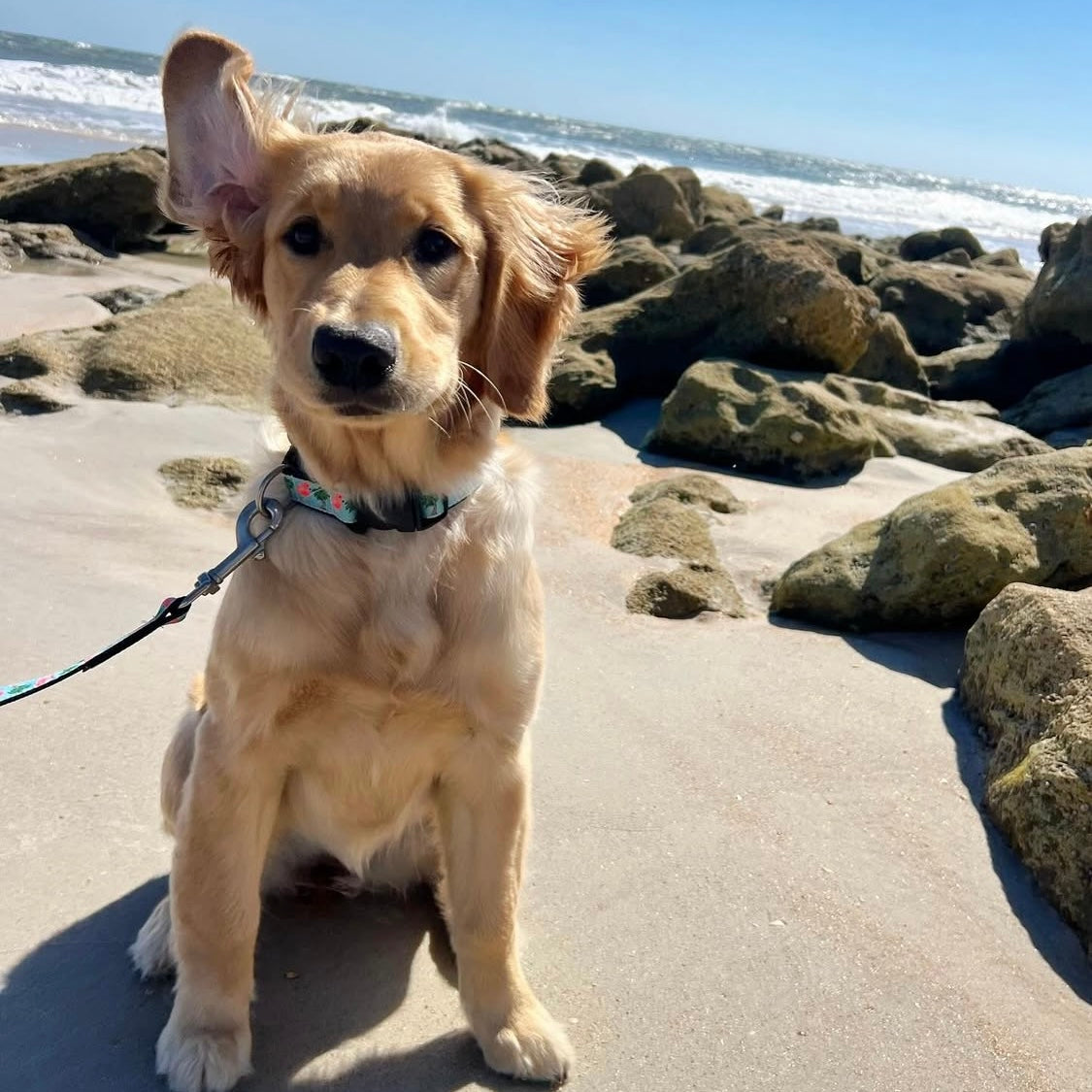 Dog sitting on a sandy beach with rocks and ocean in the background in  Conchy the flamingo collar and leash