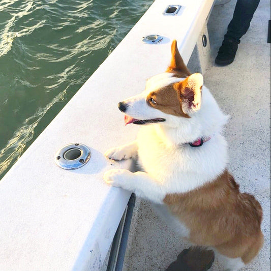 Dog on a boat on water