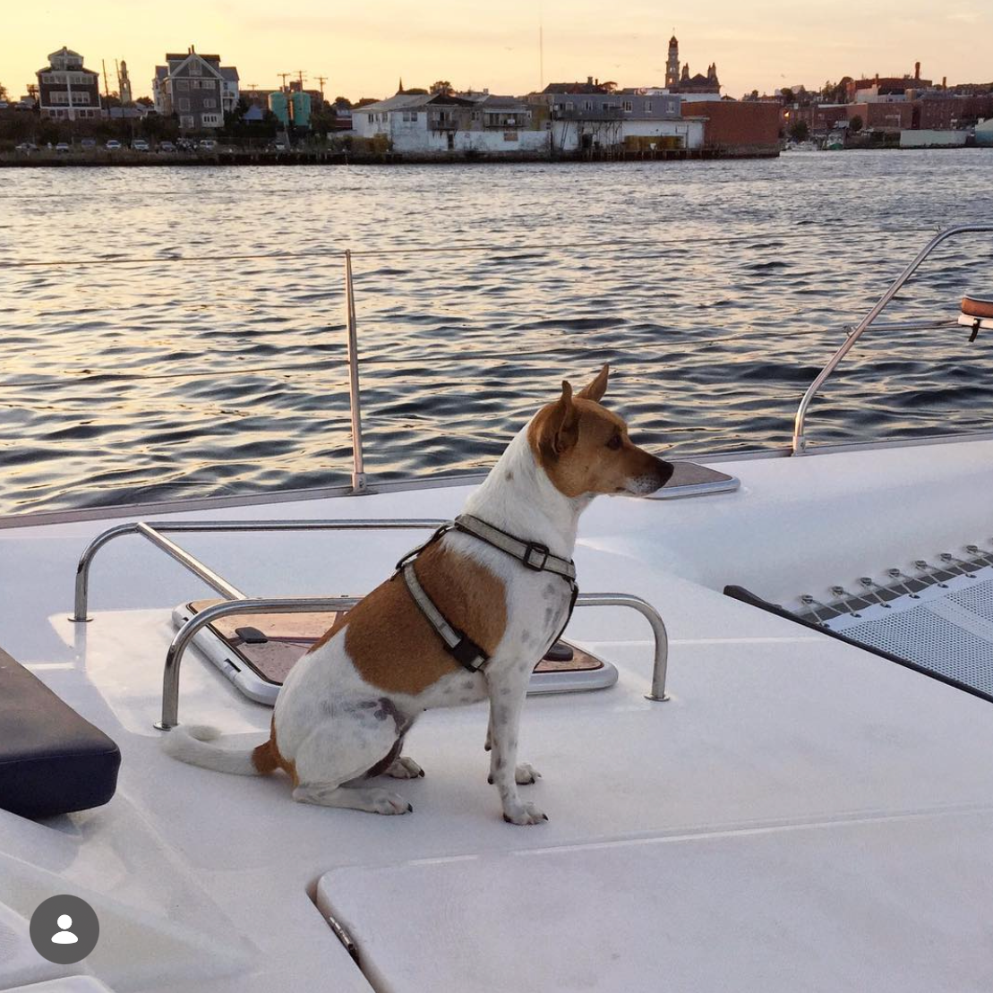 Dog with a roman harness on a sailboat
