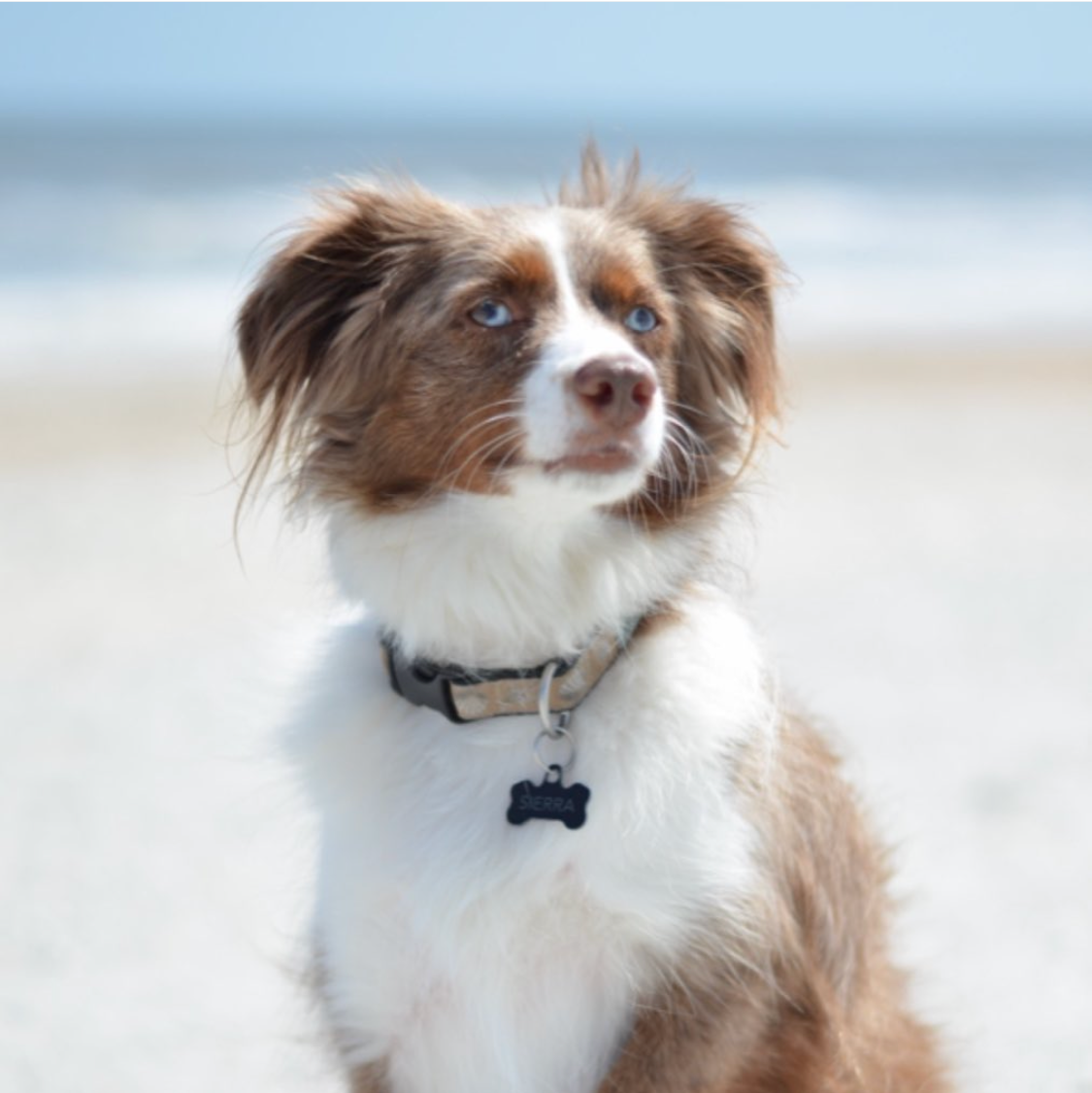 Dog wearing a collar on a beach with 'wetdogcollars' branding.