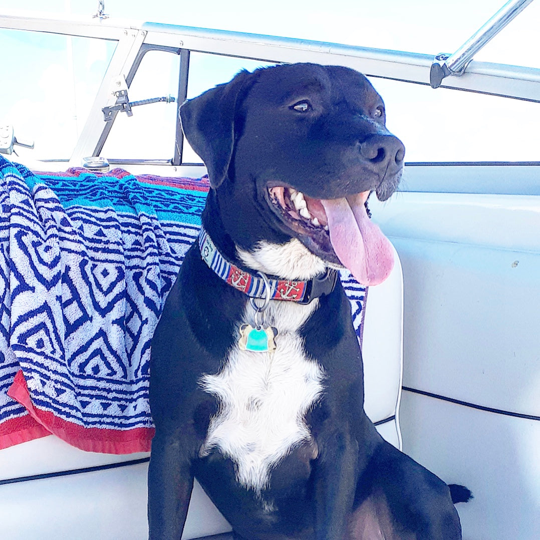 Black dog with anchors away nautical  collar sitting on a boat