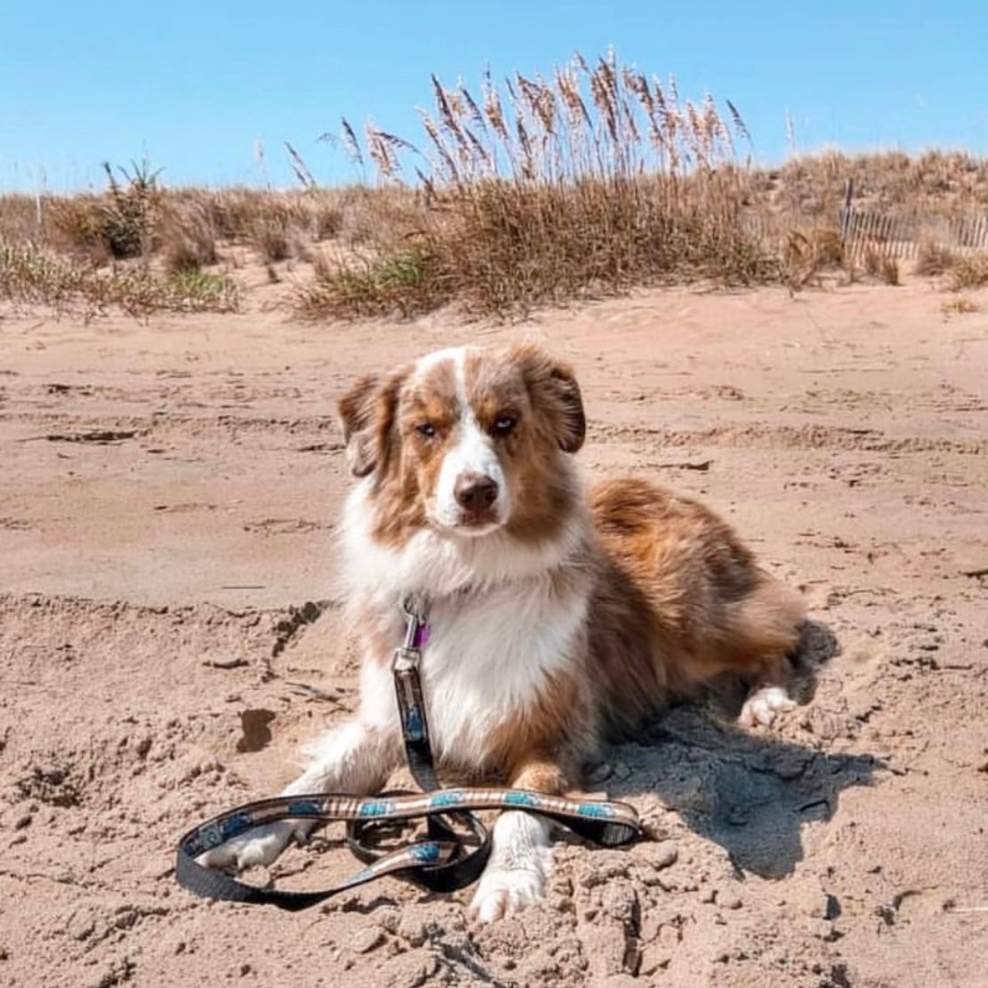 Dog sitting on a sandy beach with a Bessie the Bus leash, surrounded by tall grasses.