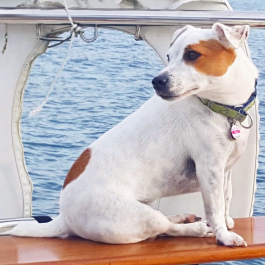 Dog sitting on a boat with a First Mate Collar