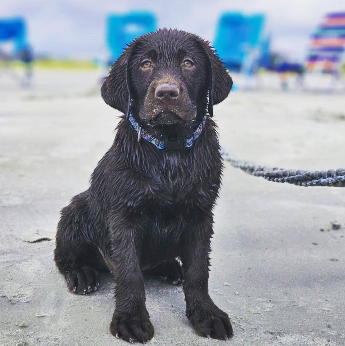 Black dog sitting on a beach with a Be a Mermaid dog collar