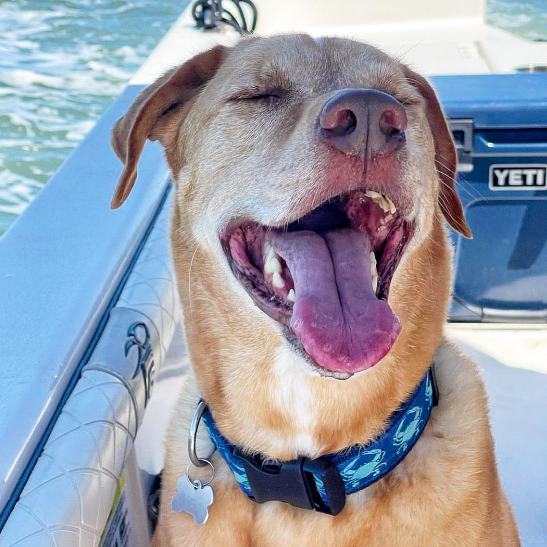 Dog with a blue crab collar on a boat with a YETI cooler in the background