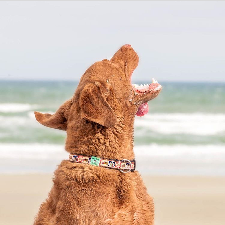 Dog on a beach with ocean view, wearing a Wet Dog collar
