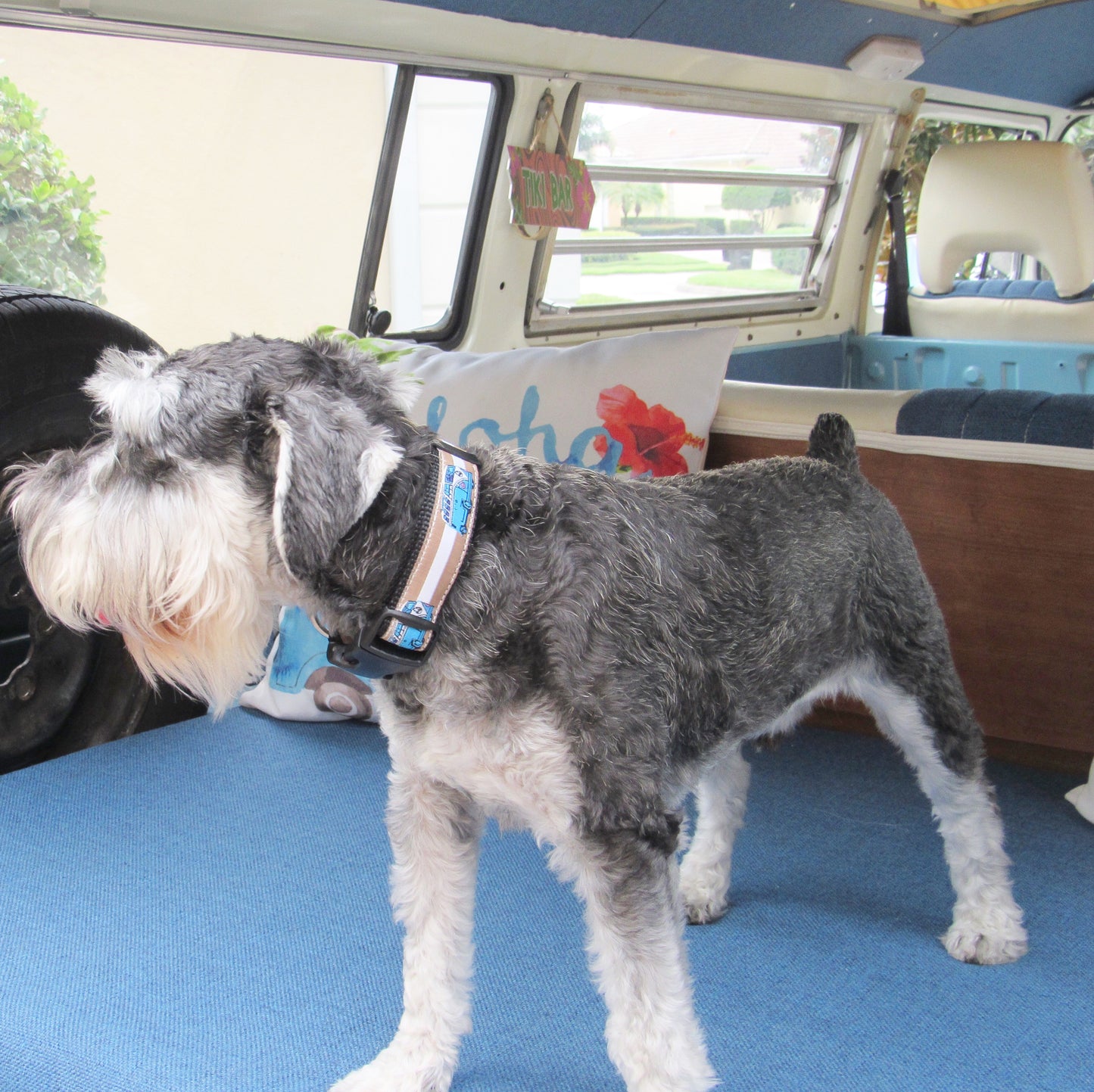 Small dog standing inside a VW Bus with Bessie the Bus collar