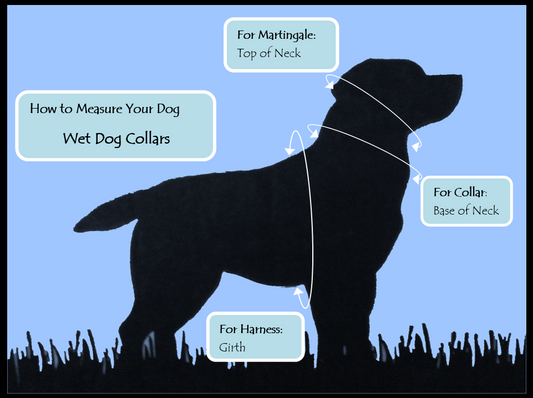 Silhouette of a dog with measurement points for collar, harness, and martingale 