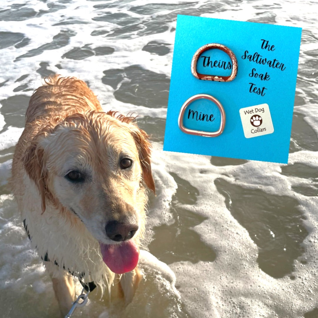 a wet beach dog with a sample pic of a commonly used D-ring vs. my stainless D-ring